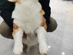 -瑞派·爱瑞可动物医院·口腔专科(广华新城分院)