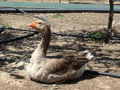 -新疆天山野生动物园