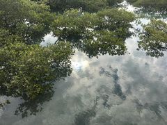 -北海金海湾红树林生态旅游区