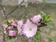 -石家庄市植物园
