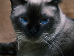 -有猫主题·治愈系猫咖(曾厝垵店)