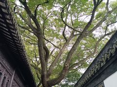 -上海醉白池公园