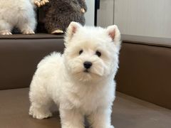 -翊宠yipet猫狗购宠庄园犬舍•猫舍