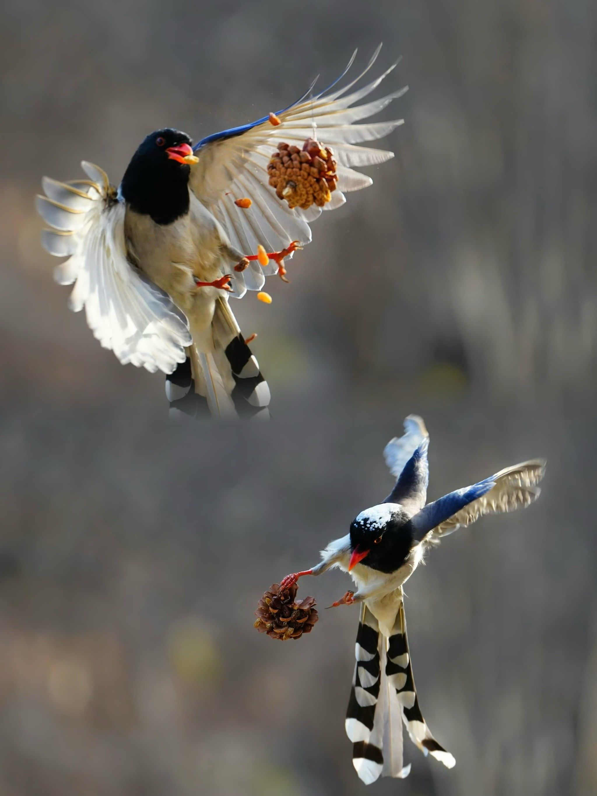 有救了⚽️花喜鹊请求出战为国争光‼️