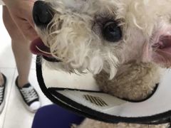 -瑞派福兴宠物医院犬猫全科·骨科·中西医结合(河东店)