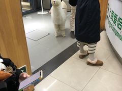 -爱侣宠医·鹦鹉专科·小型哺乳类·异宠专科(灵石路店)