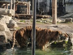 -上海野生动物园