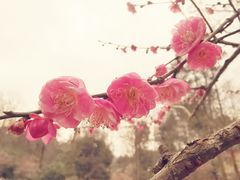 -杭州植物园