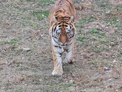 -石家庄市动物园