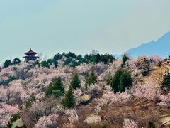 -白水寺森林公园