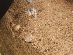 -东疆理想海岸沙滩景区