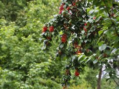 -樱桃山旅游景区