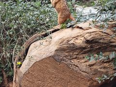 -云南野生动物园