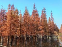 -白鹭湾湿地公园