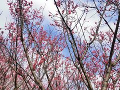 -三圣花乡旅游区