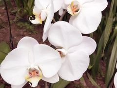 兰花展4/9-沈阳植物园