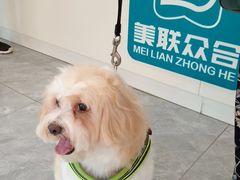 -美联众合爱康动物医院•复杂内科•肿瘤科•牙科•腔镜诊疗中心
