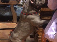 -more than meow吴止猫主题餐厅(承德 中船汇店)