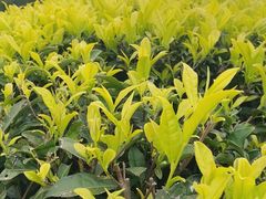 -华祥苑茶馆•国缤茶小蓝罐(普罗旺斯店)