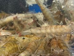 -焰江山海鲜牛排烤肉自助(锦华万达二星店)