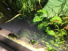 -ADA自然水景世界