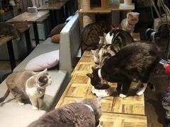 -小时光咖啡馆(开森度假森林店)