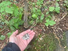 -五营红松林海景区