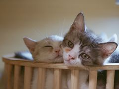 -猫宠乐园·专业洗护