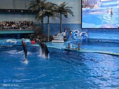 -海合安成都极地海洋公园