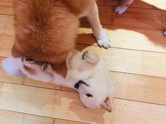 -喜柴咖啡·柴犬狗咖