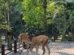 -普洱太阳河森林公园