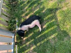 -趣玩宠物乐园寄养训犬训狗游泳池