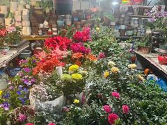 -曲阳花鸟市场(曲阳路店)