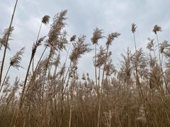 -野鸭湖国家湿地公园