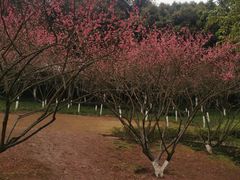 -重庆彩云湖湿地公园