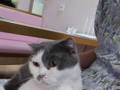 -Sweet cat·星愿猫咖(国贸大厦店)