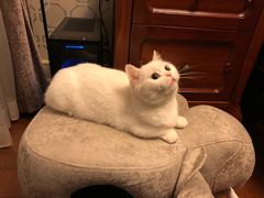 -1013 PET SHOP 宠物商店(近铁城市广场店)