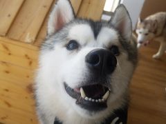 -Husky Go! 哈士奇体验馆·宠物咖啡厅狗咖