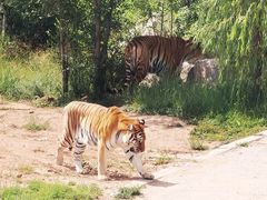 -青藏高原野生动物园