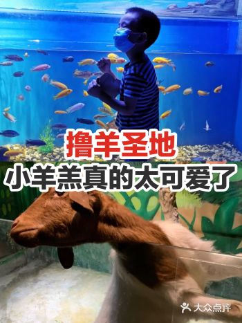 撸羊圣地，小羊羔真的太可爱了！