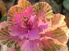 -七宝老街-闵行市民文化广场