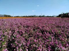 -莲花山花海