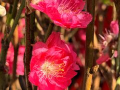 -越秀西湖花市(广州城市广场花卉店)