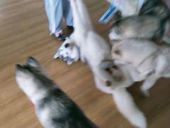 -Husky Go! 哈士奇体验馆·宠物咖啡厅狗咖