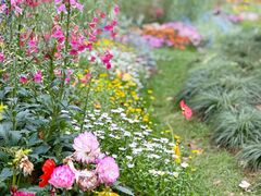 -上海共青森林公园