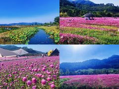 -径山花海