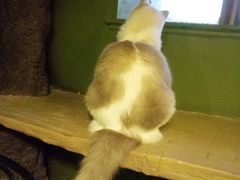 -猫猫幼稚园·撸猫·桌游·电玩