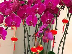 -土豆口腔(凤凰北总店)