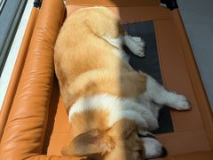-联合动物医院(光谷诊疗中心)