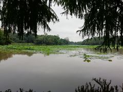 -南宁良凤江国家森林公园